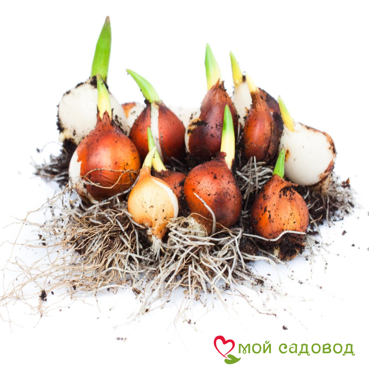 Тюльпан Супер Пэррот